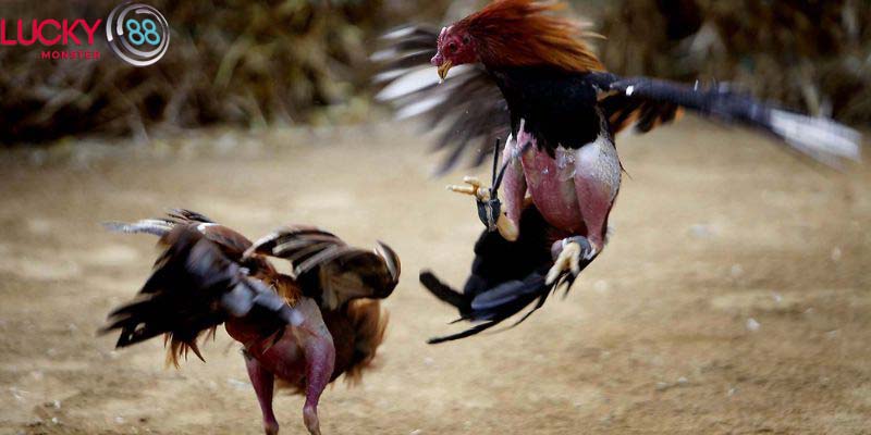 Cách thức huấn luyện hiệu quả